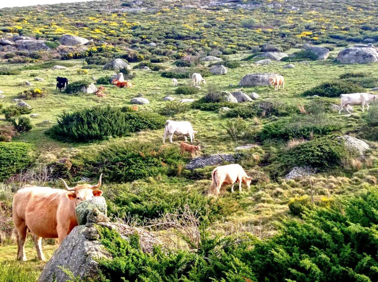 Navaquesera Mirador De Gredos Ávila Екстериор снимка